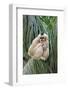 Northern White-cheeked Gibbon (Nomascus leucogenys) adult female, sitting on palm frond (captive)-Jurgen & Christine Sohns-Framed Photographic Print