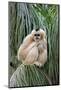 Northern White-cheeked Gibbon (Nomascus leucogenys) adult female, sitting on palm frond (captive)-Jurgen & Christine Sohns-Mounted Photographic Print