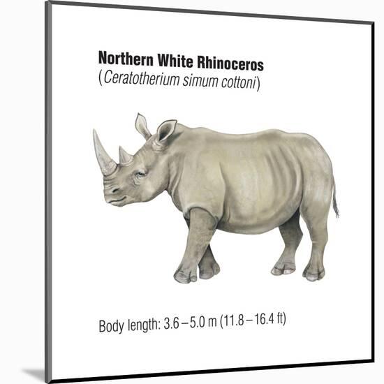 Northern White Rhinoceros (Ceratotherium Simum Cottoni), Mammals-Encyclopaedia Britannica-Mounted Poster