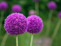 Couple of the Allium Purple Flowers Growing in the Garden-NorthernLand-Stretched Canvas