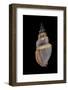 Northia Pristis-Paul Starosta-Framed Photographic Print