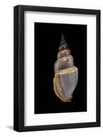 Northia Pristis-Paul Starosta-Framed Photographic Print