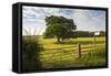 Northumberland National Park, Near Haydon, Northumberland, England, United Kingdom, Europe-Matthew-Framed Stretched Canvas