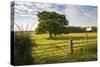 Northumberland National Park, Near Haydon, Northumberland, England, United Kingdom, Europe-Matthew-Stretched Canvas