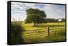 Northumberland National Park, Near Haydon, Northumberland, England, United Kingdom, Europe-Matthew-Framed Stretched Canvas