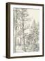 Northwestern Tree Study I-Ethan Harper-Framed Art Print