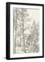 Northwestern Tree Study I-Ethan Harper-Framed Art Print