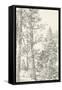 Northwestern Tree Study I-Ethan Harper-Framed Stretched Canvas