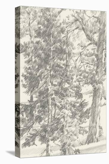 Northwestern Tree Study II-Ethan Harper-Stretched Canvas