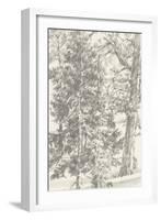 Northwestern Tree Study II-Ethan Harper-Framed Art Print