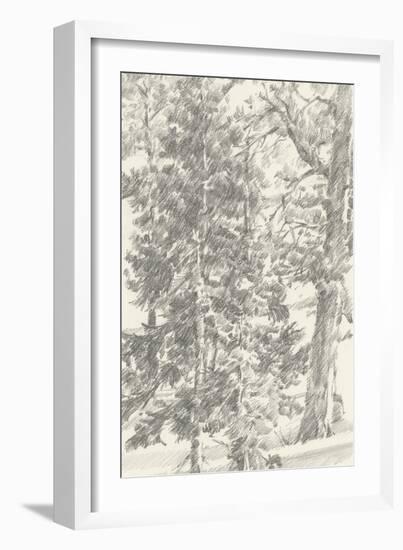 Northwestern Tree Study II-Ethan Harper-Framed Art Print