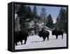 Norton Yellowstone-Laura Rauch-Framed Stretched Canvas