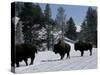 Norton Yellowstone-Laura Rauch-Stretched Canvas