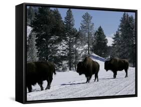 Norton Yellowstone-Laura Rauch-Framed Stretched Canvas