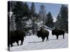 Norton Yellowstone-Laura Rauch-Stretched Canvas