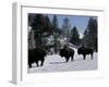 Norton Yellowstone-Laura Rauch-Framed Premium Photographic Print