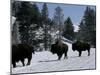 Norton Yellowstone-Laura Rauch-Mounted Premium Photographic Print