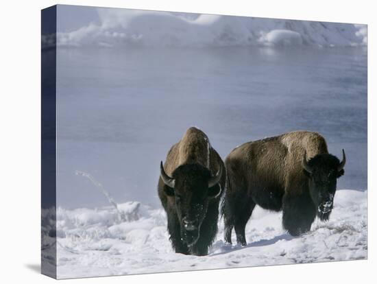 Norton Yellowstone-Laura Rauch-Stretched Canvas