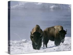 Norton Yellowstone-Laura Rauch-Stretched Canvas