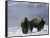Norton Yellowstone-Laura Rauch-Framed Stretched Canvas