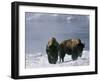 Norton Yellowstone-Laura Rauch-Framed Premium Photographic Print