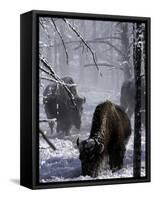 Norton Yellowstone-Laura Rauch-Framed Stretched Canvas