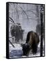 Norton Yellowstone-Laura Rauch-Framed Stretched Canvas