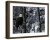 Norton Yellowstone-Laura Rauch-Framed Premium Photographic Print