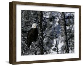 Norton Yellowstone-Laura Rauch-Framed Premium Photographic Print