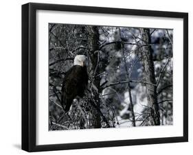 Norton Yellowstone-Laura Rauch-Framed Premium Photographic Print