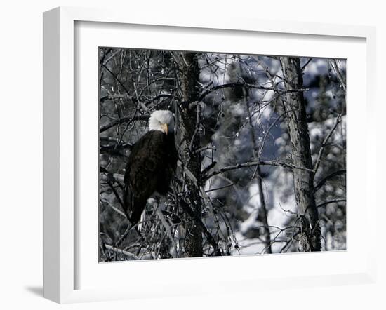 Norton Yellowstone-Laura Rauch-Framed Premium Photographic Print