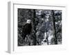 Norton Yellowstone-Laura Rauch-Framed Premium Photographic Print