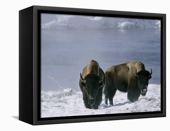 Norton Yellowstone-Laura Rauch-Framed Stretched Canvas