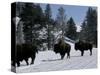 Norton Yellowstone-Laura Rauch-Stretched Canvas