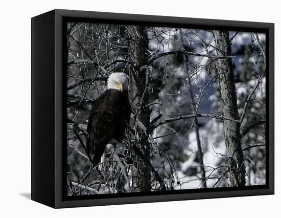 Norton Yellowstone-Laura Rauch-Framed Stretched Canvas