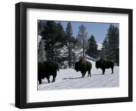 Norton Yellowstone-Laura Rauch-Framed Photographic Print