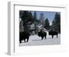 Norton Yellowstone-Laura Rauch-Framed Photographic Print