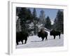 Norton Yellowstone-Laura Rauch-Framed Photographic Print