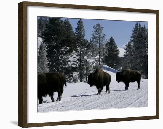 Norton Yellowstone-Laura Rauch-Framed Photographic Print