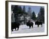 Norton Yellowstone-Laura Rauch-Framed Photographic Print