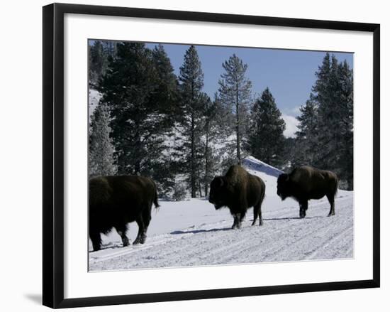 Norton Yellowstone-Laura Rauch-Framed Photographic Print