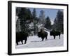 Norton Yellowstone-Laura Rauch-Framed Photographic Print