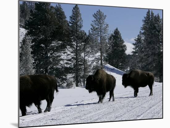 Norton Yellowstone-Laura Rauch-Mounted Photographic Print