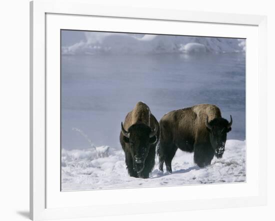 Norton Yellowstone-Laura Rauch-Framed Photographic Print