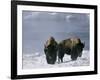 Norton Yellowstone-Laura Rauch-Framed Photographic Print