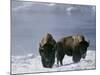 Norton Yellowstone-Laura Rauch-Mounted Photographic Print