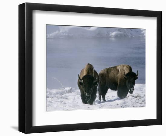 Norton Yellowstone-Laura Rauch-Framed Photographic Print