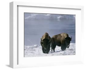 Norton Yellowstone-Laura Rauch-Framed Photographic Print