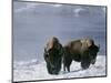 Norton Yellowstone-Laura Rauch-Mounted Photographic Print