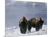 Norton Yellowstone-Laura Rauch-Mounted Photographic Print